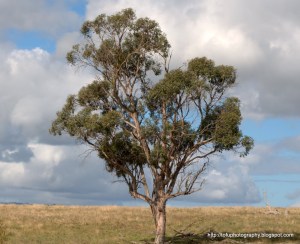 eucalyptus tree  1