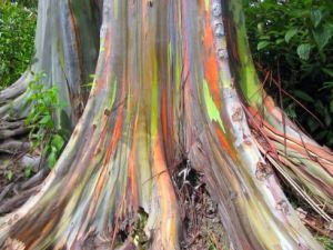 rainbow eucalyptus 2